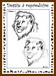 Aperu lion niveau 1