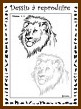 Aperu lion niveau 2