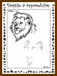 Aperu lion niveau 3