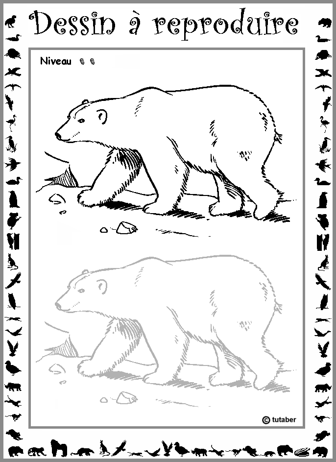 Dessiner un ours polaire