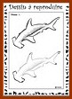 Aperu requin-marteau  : niveau 1