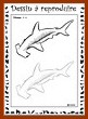 Aperu requin-marteau  : niveau 2
