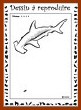 Aperu requin-marteau  : niveau 4