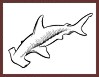 Requin-marteau