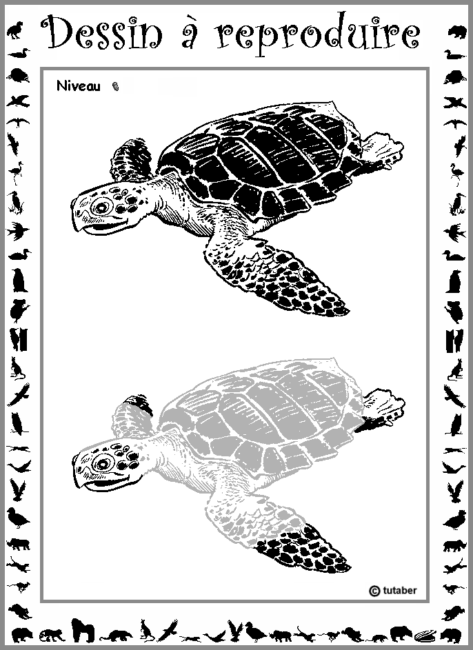 Dessiner une tortue marine : niveau 1