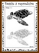 Dessiner une tortue : niveau 2