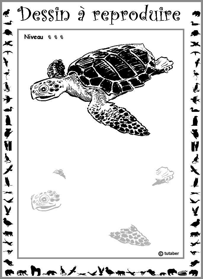 Dessiner une tortue marine : niveau 3