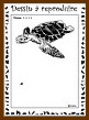 Dessiner une tortue : niveau 4