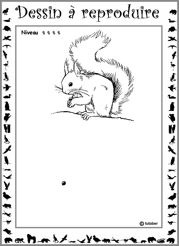 Dessiner un cureuil : niveau 4